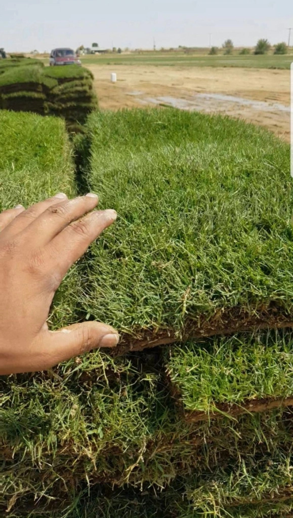 تنسيق حدائق القصيم ثيل طبيعي (2)